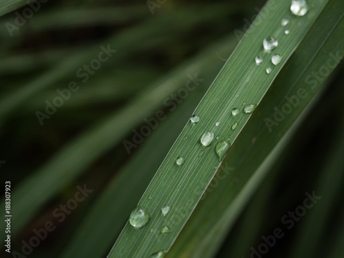 rain drop on grass