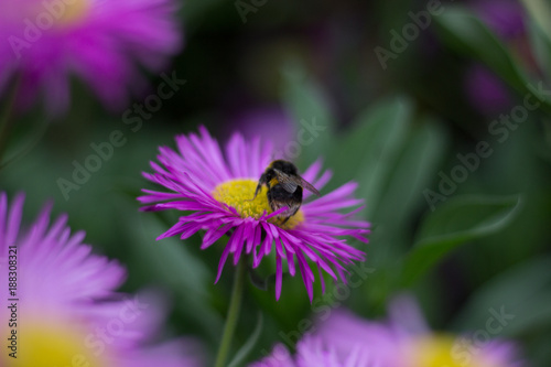 bee and flower2