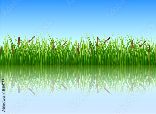Papyrus bush, green color vector image on a blue background