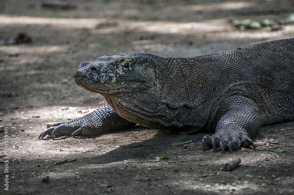 Komodo dragon inside Komodo National Park in Indonesia Komodo dragon inside Komodo National Park in Indonesia