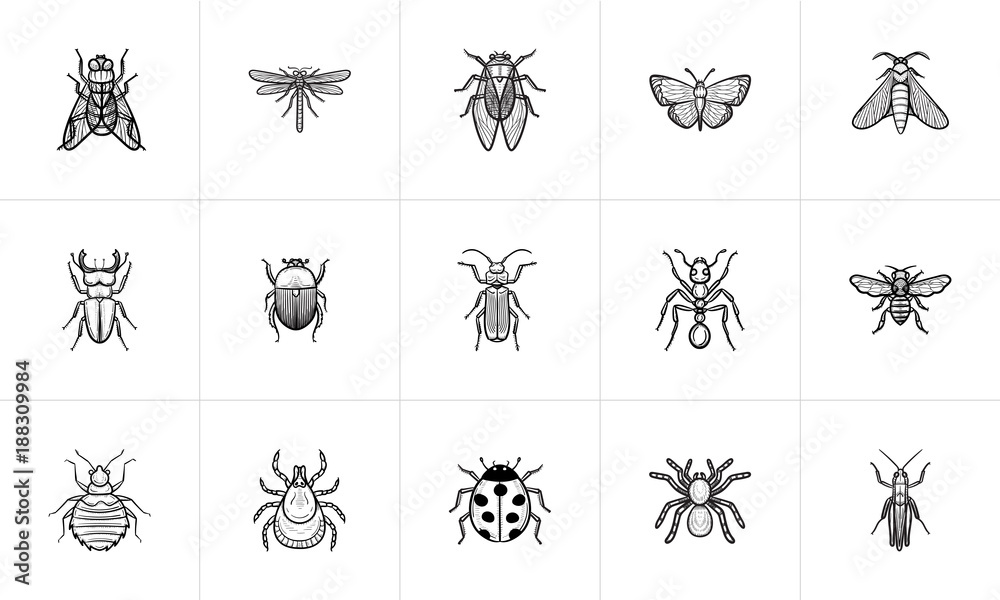 Draw Insects Revision by Diana-Huang on DeviantArt