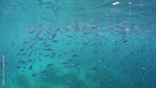 Wallpaper Mural Schooling Fusiliers Feeding on Plankton in Raja Ampat Torontodigital.ca