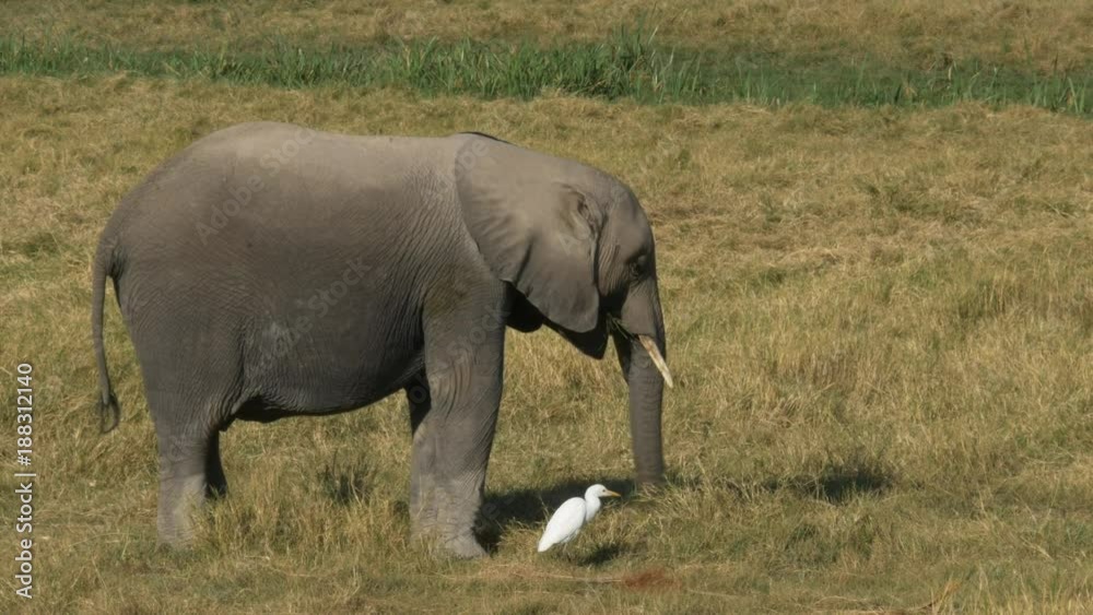 a young elephant feeding and an egret close by at amboseli national park, kenya a young elephant feeding and an egret close by at amboseli national park, kenya