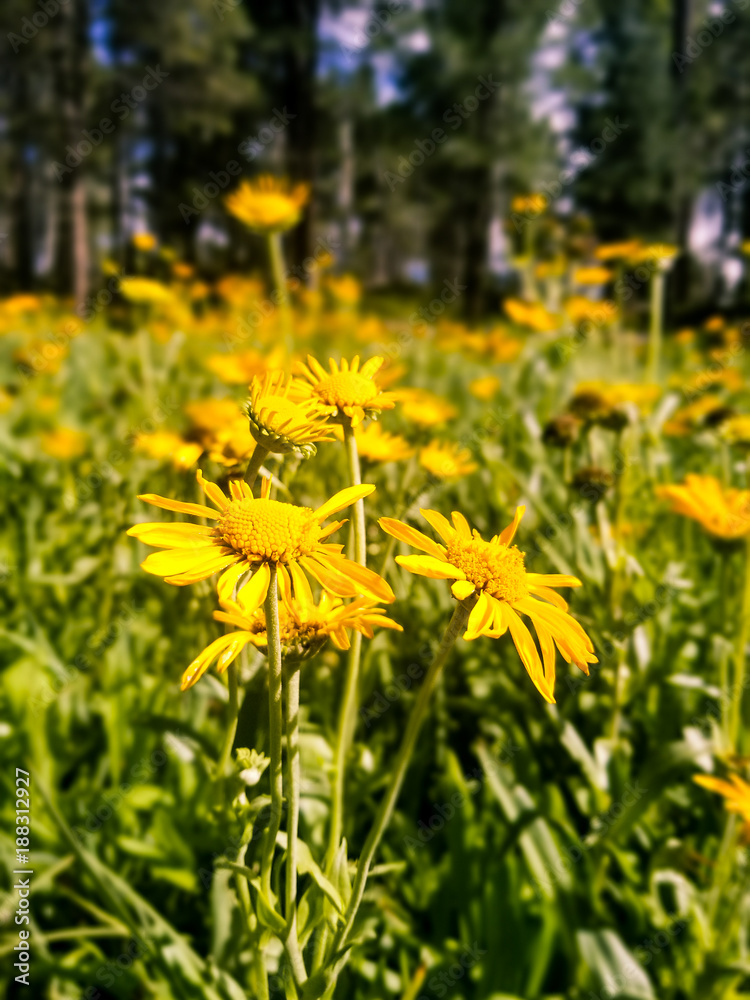 Obraz premium Floral meadow 