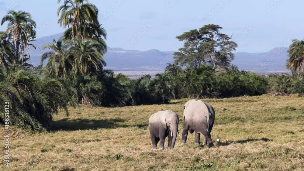 front view of an elephant calf feeding on grass with its mother at amboseli national park, kenya front view of an elephant calf feeding on grass with its mother at amboseli national park, kenya