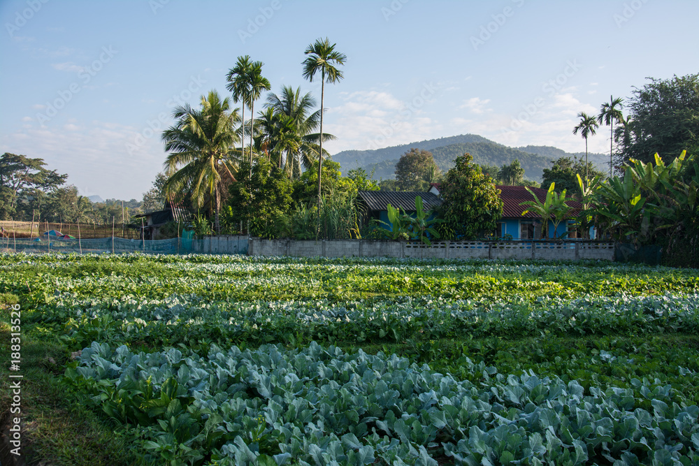  green vegetable garden in Pua ,the  northern of Thailand