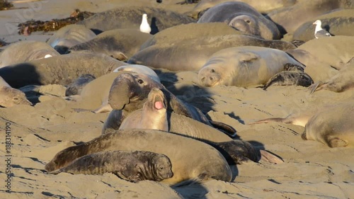 HD Video of an elephant seal bull attempting to mate with uncooperative female recently having given birth. Pups can be crushed by males attempting to mate with females