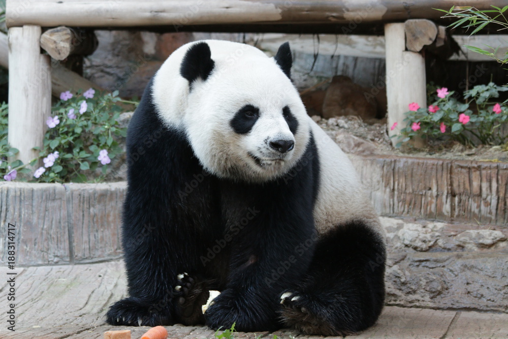 Male Giant Panda in Thailand