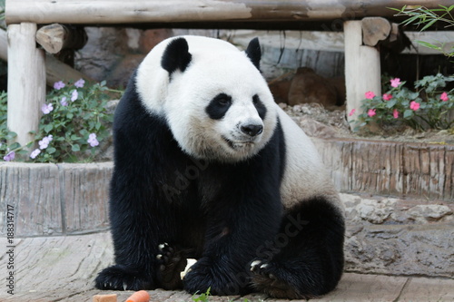 Fototapeta Naklejka Na Ścianę i Meble -  Male Giant Panda in Thailand