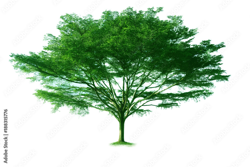 Isolated tree on white background Isolated tree on white background