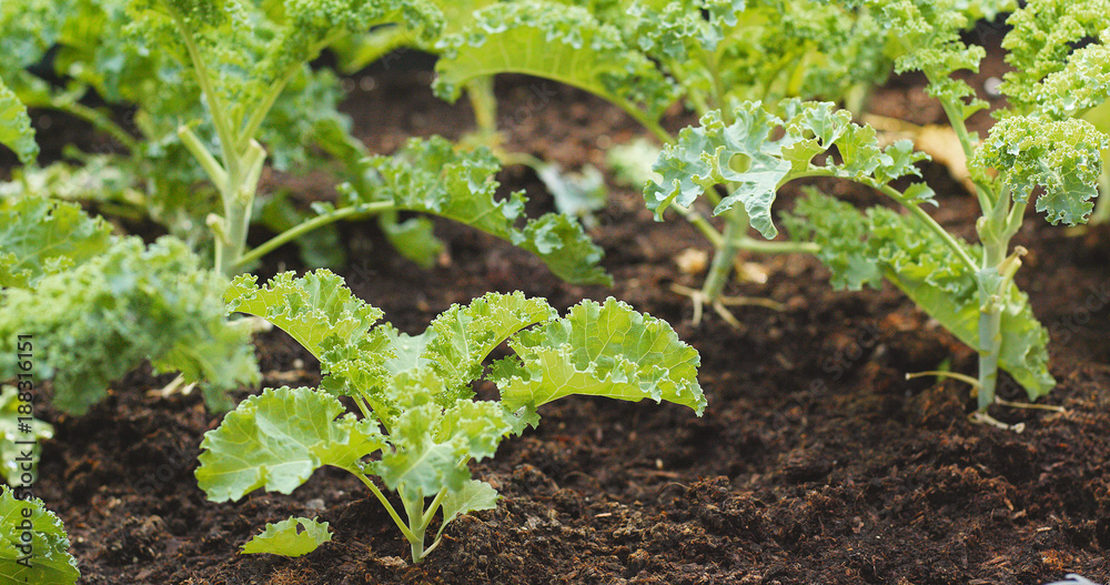 Fresh kale in the garden, Roof top building garden Fresh kale in the garden, Roof top building garden