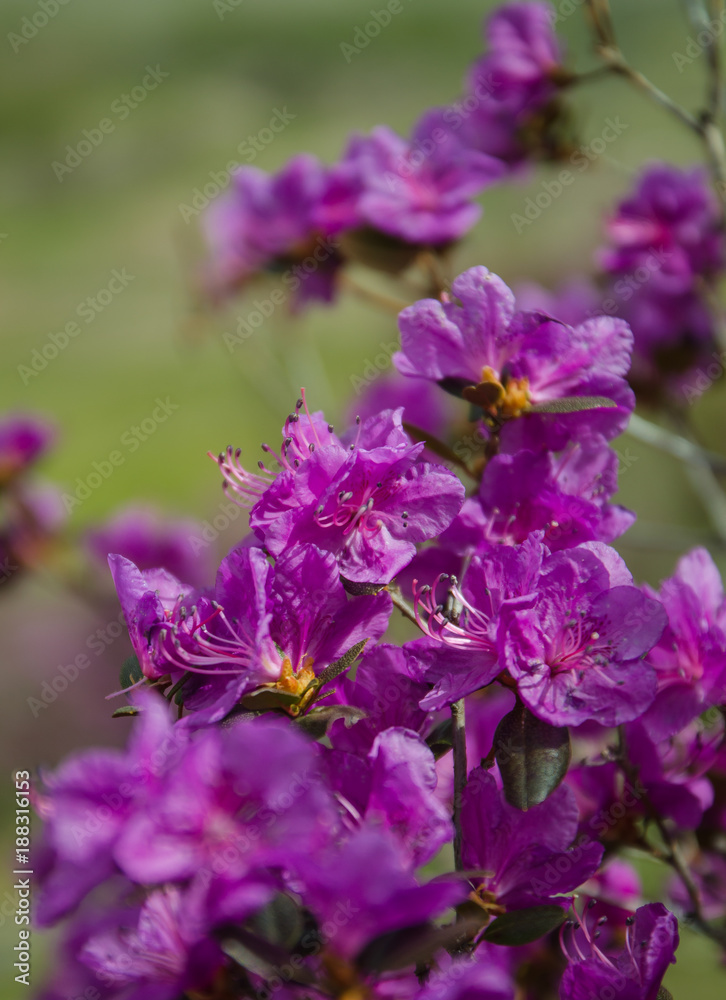 Flowering rhododendron Ledebour close up on sky background. Pink Spring flowers of the Western Siberia. Altai Mountains. maralnik, Ledum