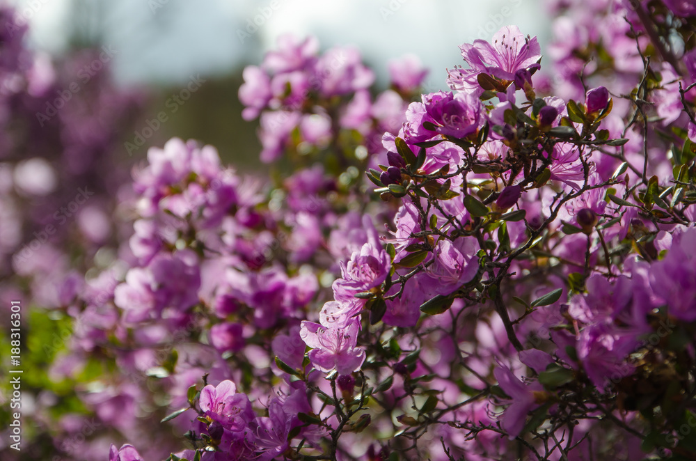 Flowering rhododendron Ledebour close up on sky background. Pink Spring flowers of the Western Siberia. Altai Mountains. maralnik, Ledum Flowering rhododendron Ledebour close up on sky background. Pink Spring flowers of the Western Siberia. Altai Mountains. maralnik, Ledum