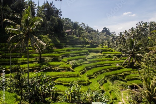 Tegalalang ricefields, one of the most beautiful rice fields in Bali island. photo