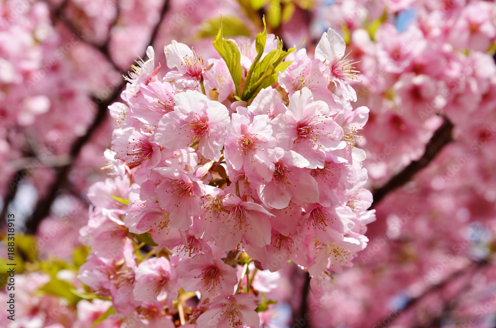 Blossoms of a cherry tree close-up Blossoms of a cherry tree close-up
