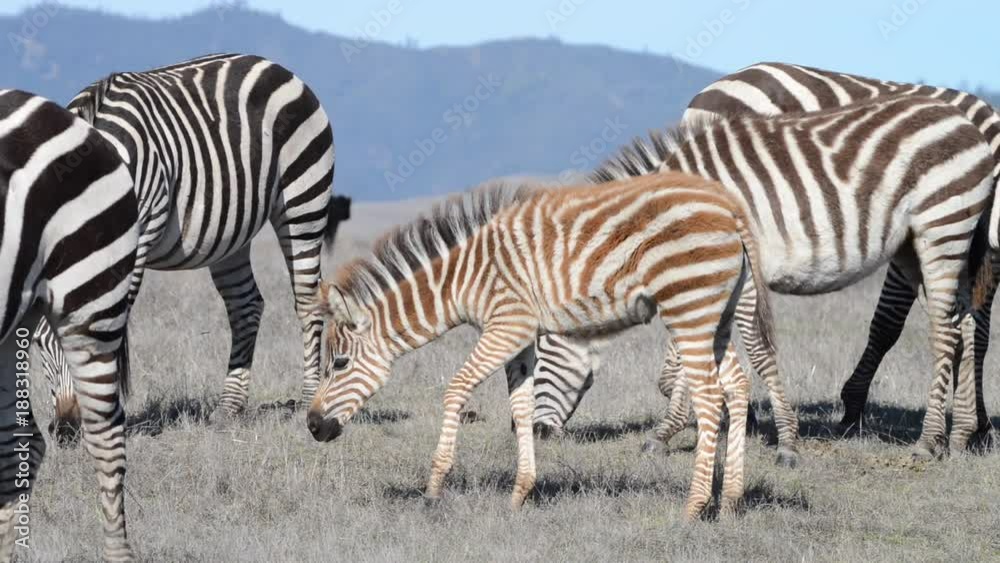 HD Video of zebras, adults and baby walking eating in drought parched wilderness. Zebras are generally social animals that live in small harems to large herds and have never been truly domesticated.