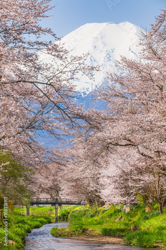 Sakura Cherry blossom trees and Mount Fuji in spring season