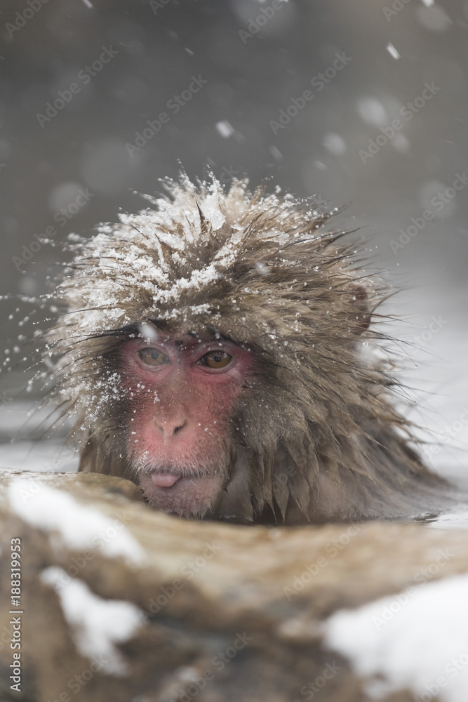 Obraz premium Jigokudani Monkey Park , monkeys bathing in a natural hot spring at Nagano , Japan