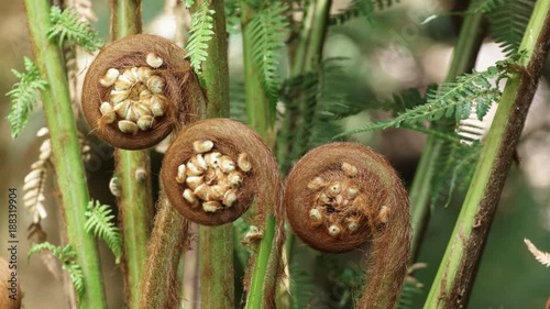 close up of man fern shoots at hopetoun falls near the great ocean road in victoria, australia photo