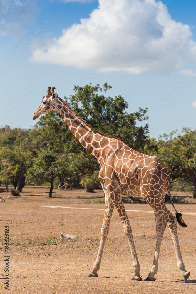 Obraz premium group of Rothschild's giraffes