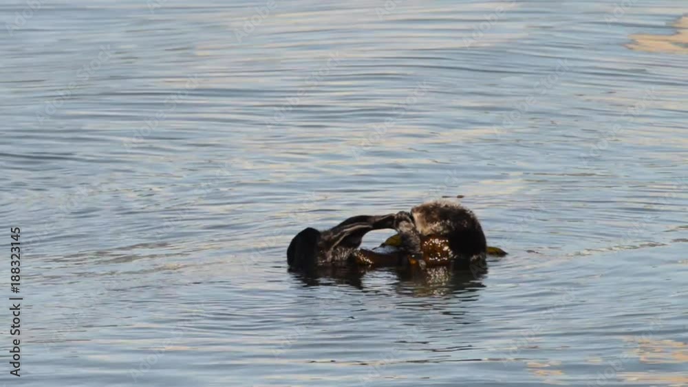 HD Video of many California Sea Otters grooming and playing in shallow ocean waters close to shore. Sea otters spend much of their time grooming. When eating, sea otters roll in the water frequently. HD Video of many California Sea Otters grooming and playing in shallow ocean waters close to shore. Sea otters spend much of their time grooming. When eating, sea otters roll in the water frequently.