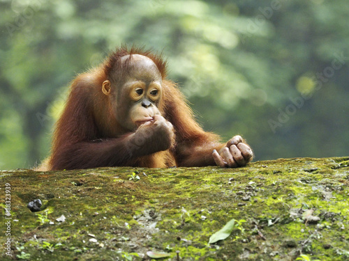 Bornean Orang Utan © aprison