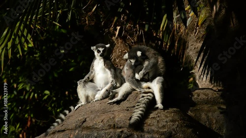 Ringtail lemur sunbathing - Lemur catta photo