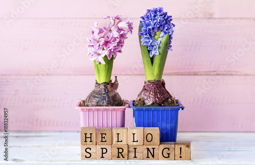 Pink and Blue Hyacinth Flowers in Pot on Pink Background. Greeting Card with Hello Spring Text
