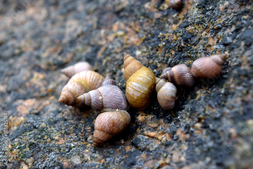 Seashells on the Rock