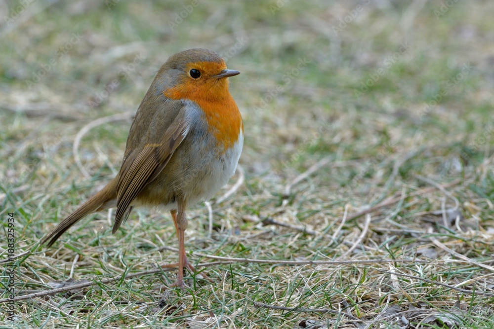 European Robin (Erithacus rubecula) European Robin (Erithacus rubecula)