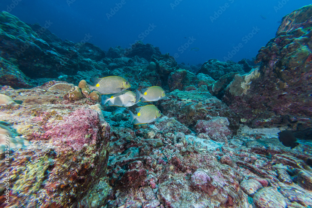 Fototapeta premium Underwater of Coral reef and fish