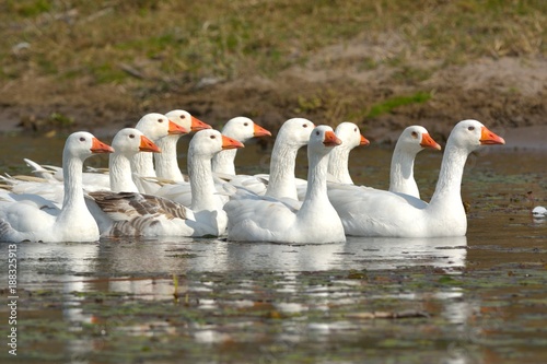 White Domestic Geese on Water