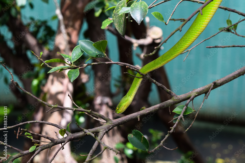 Obraz premium Green Mamba