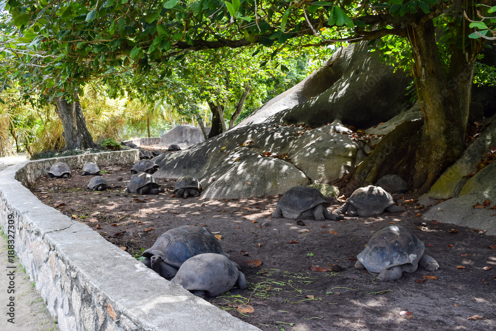 Tortoises in the Park Tortoises in the Park
