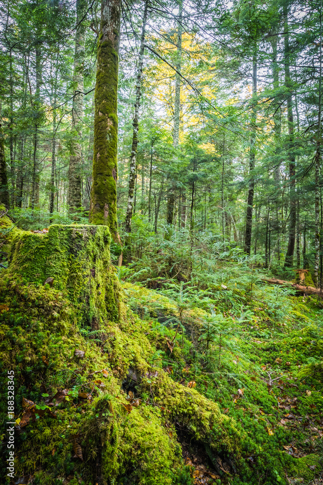 Green moss and green forest at Shiragoma no ike , Nagano