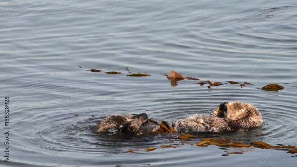 HD Video of many California Sea Otters grooming and playing in shallow
