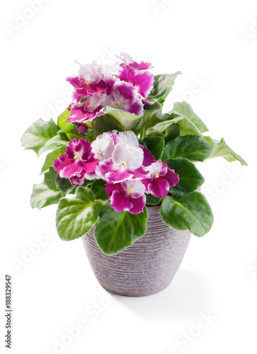 beautiful purple with white variety of African Violet (Saintpaulia ionantha) in gray flowerpot isolated on white background 
