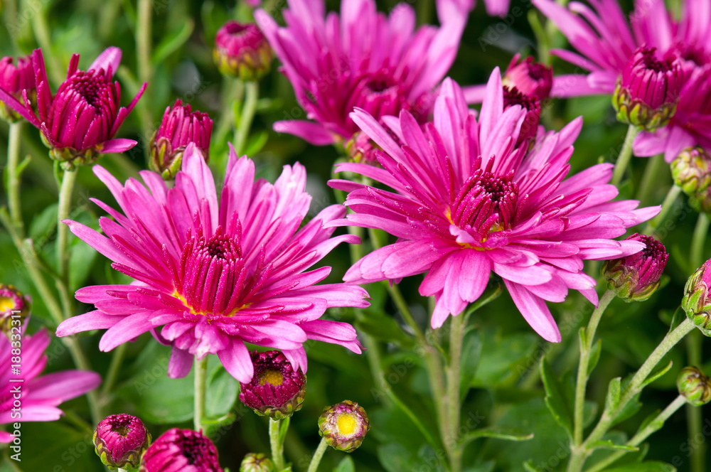 Bright magenta chrysanthemum Bright magenta chrysanthemum