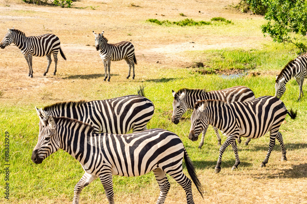 Obraz premium Herd of zebras grazing in the savannah of Maasai Mara Park in Kenya