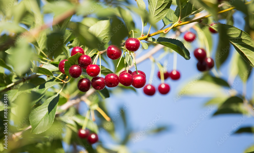 Red ripe cherry on a branch of a tree