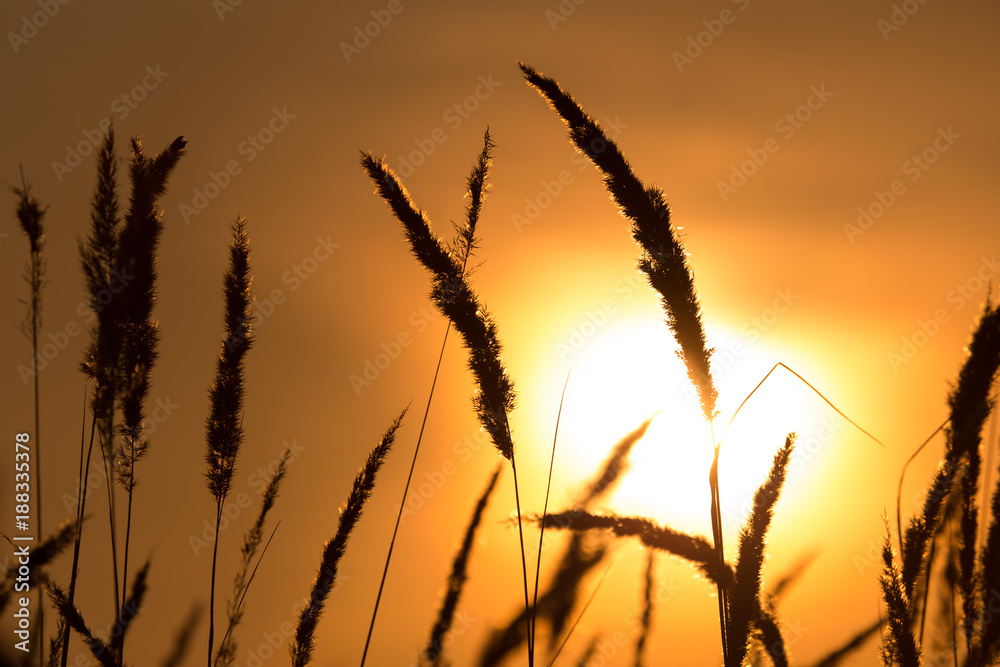 Grass in the rays of sunset as background Grass in the rays of sunset as background