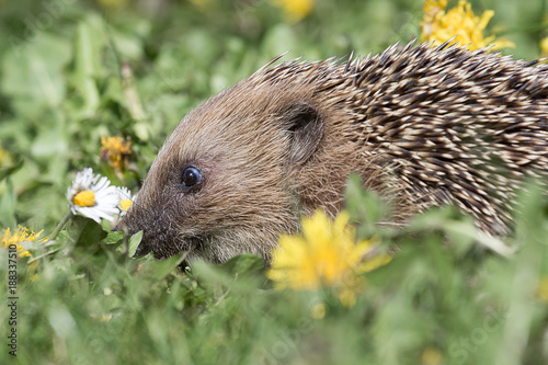 A close side view profile image of a young hedgehog rooting in the grass in between flowers looking for food