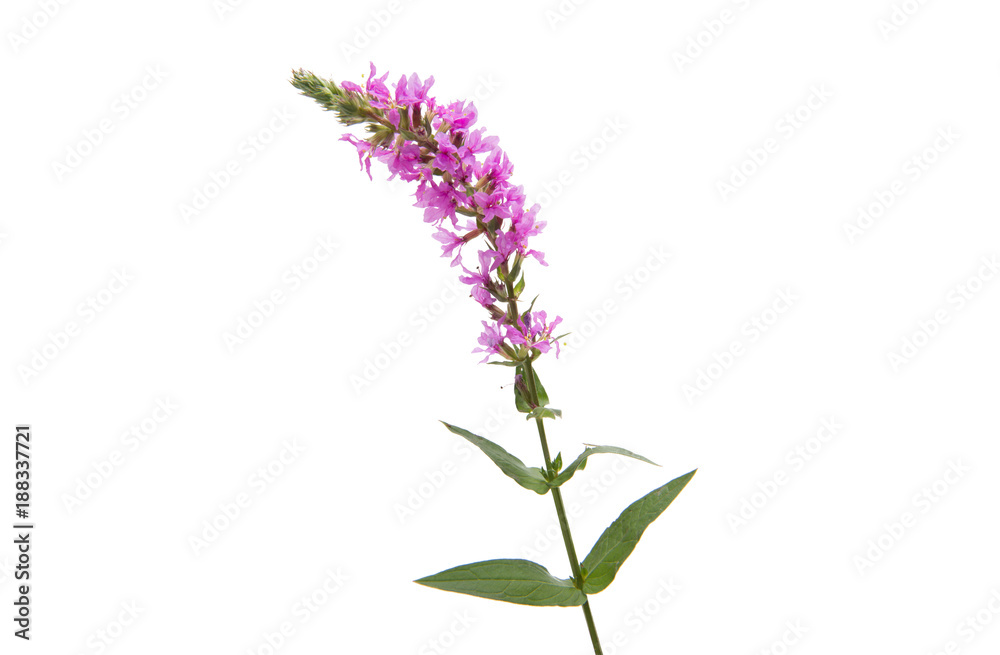 branch with lilac flowers isolated