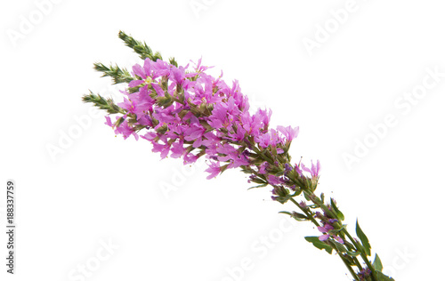 branch with lilac flowers isolated