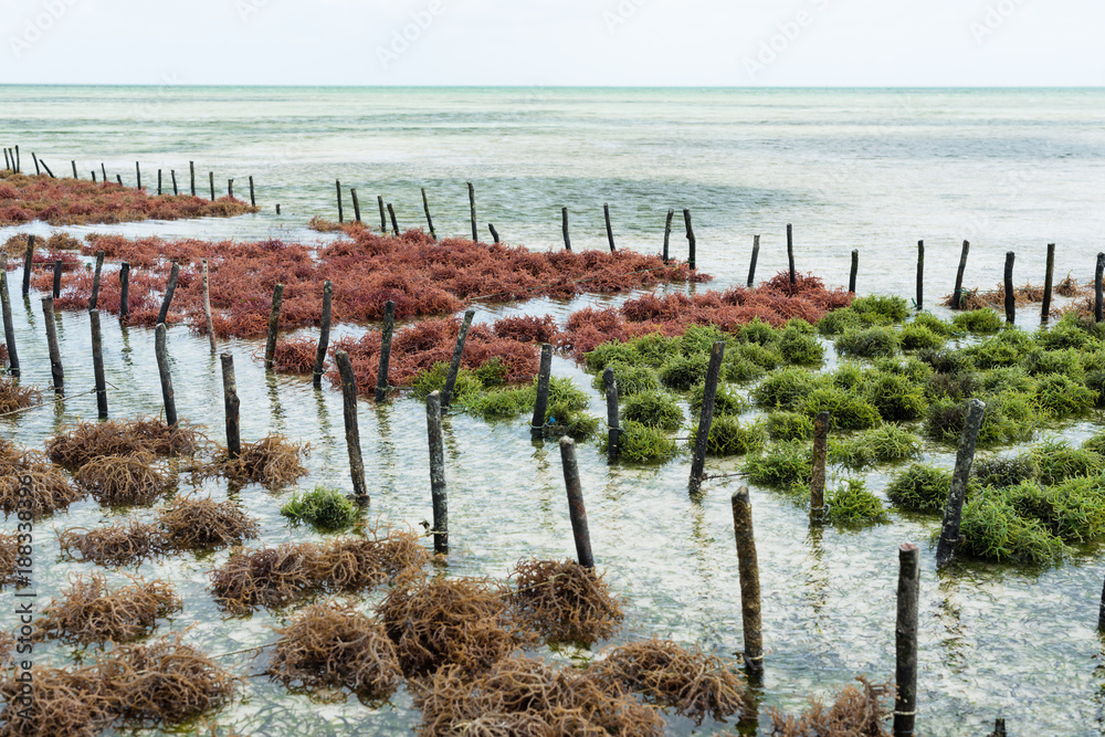 Obraz premium Rzędy wodorostów na farmie wodorostów, Jambiani, wyspa Zanzibar, Tanzania