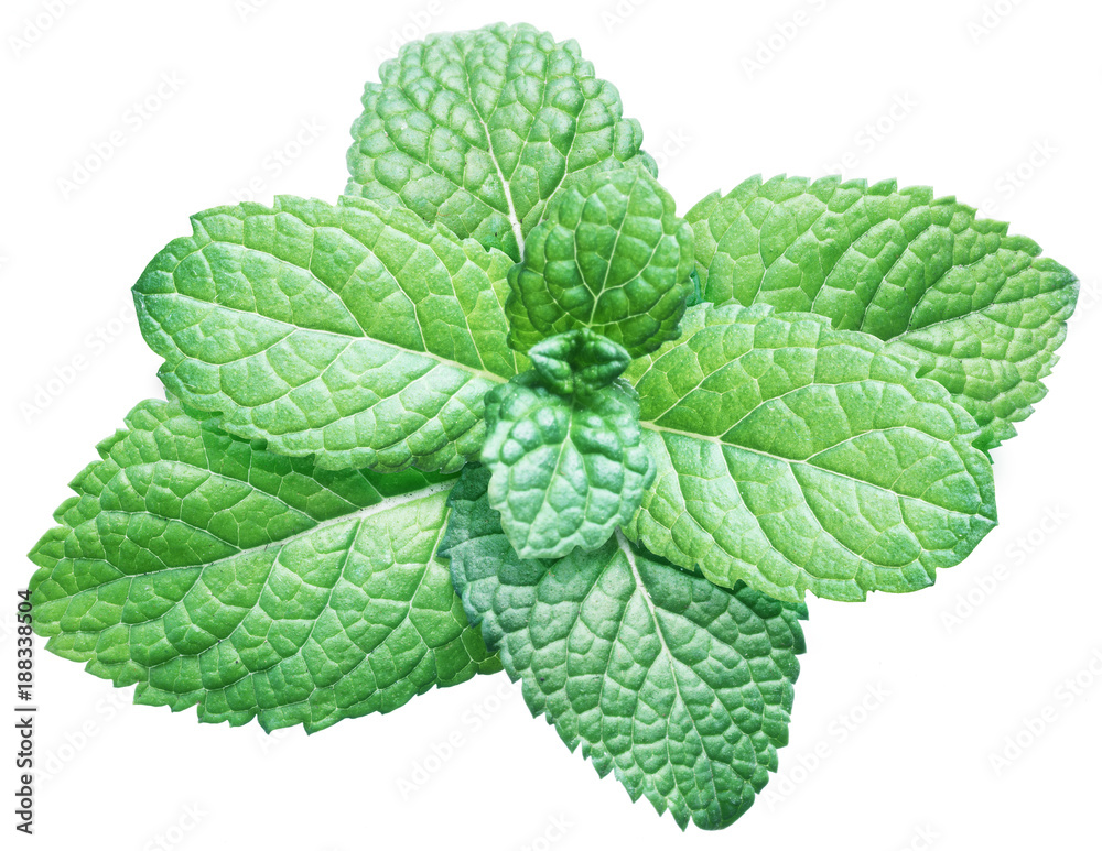 Spearmint or mint on white background. Top view. Spearmint or mint on white background. Top view.