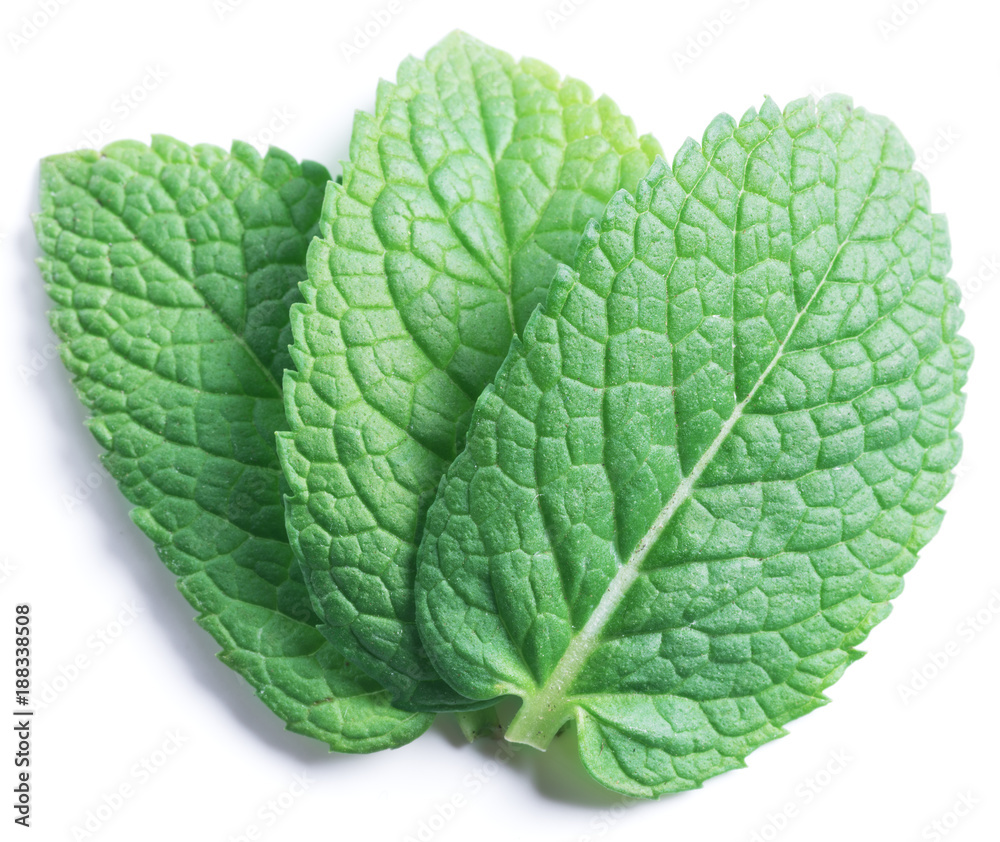 Obraz premium Three spearmint leaves or mint leaves isolated on white background.