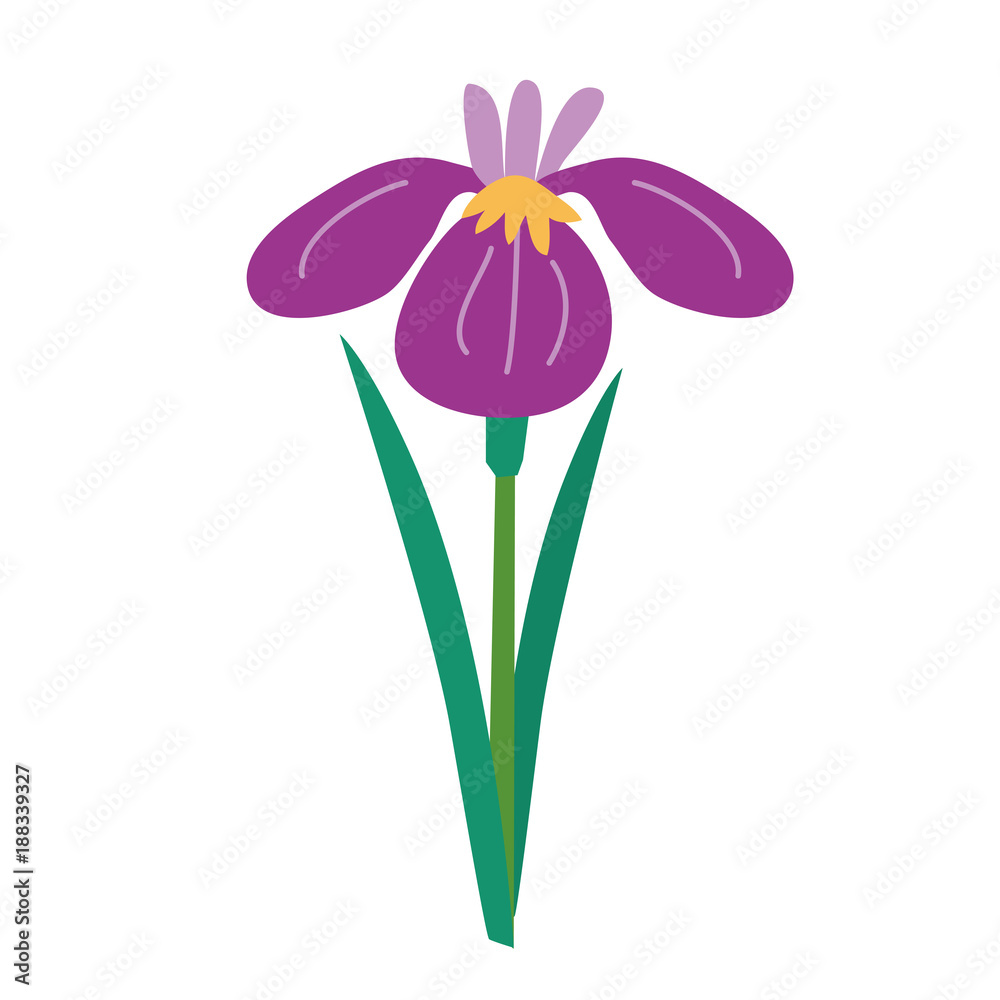 こどもの日 菖蒲 花イラスト Stock Vector Adobe Stock