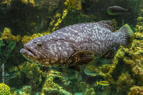 Underwater giant grouper fish. Big Epinephelus itajara.