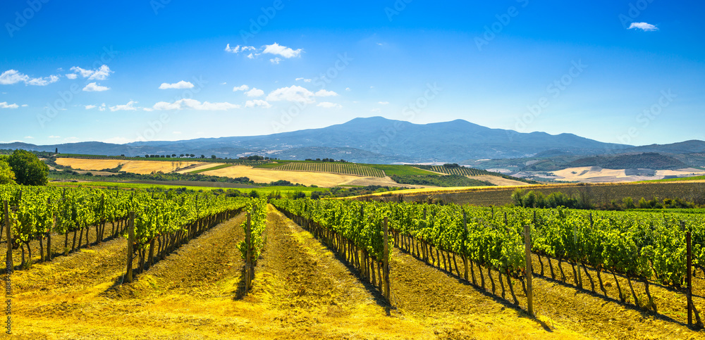 Montalcino countryside, vineyard, cypress trees and green fields. Tuscany, Italy